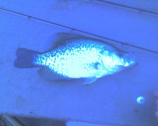 Monster Crappie