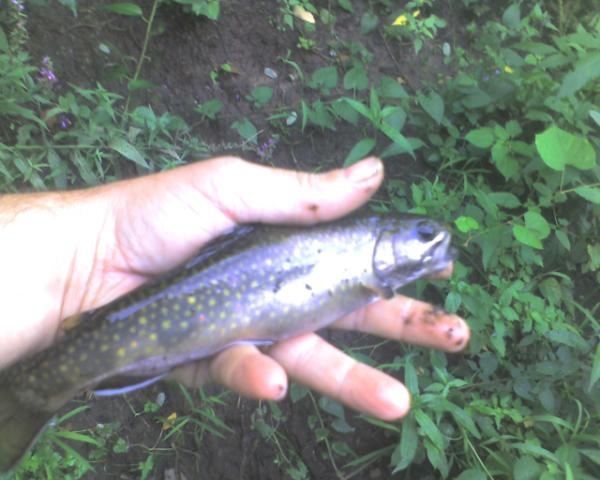 Native Brook Trout