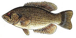 Rock Bass