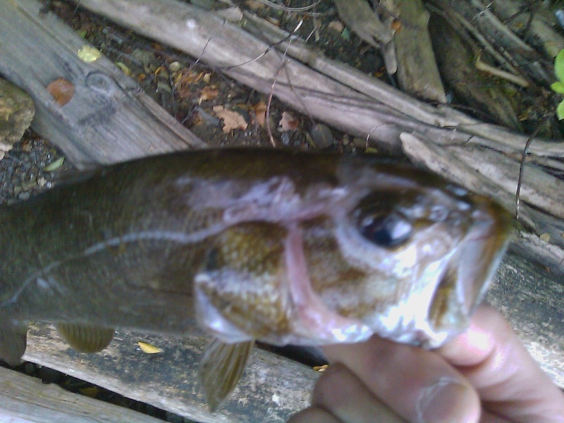 smallie near Brookfield