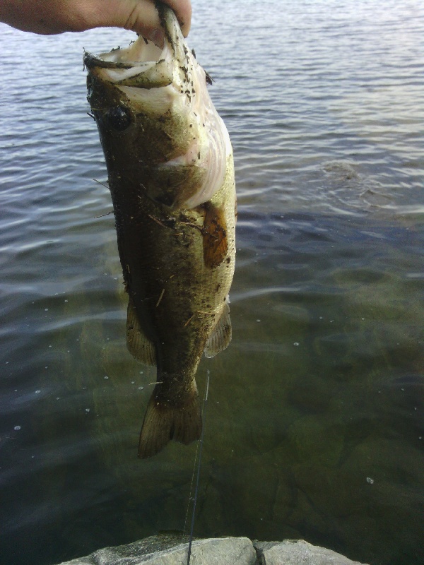 largemouth bass 3 Billings