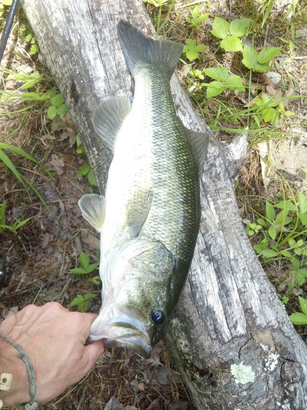 Largemouth bass #21