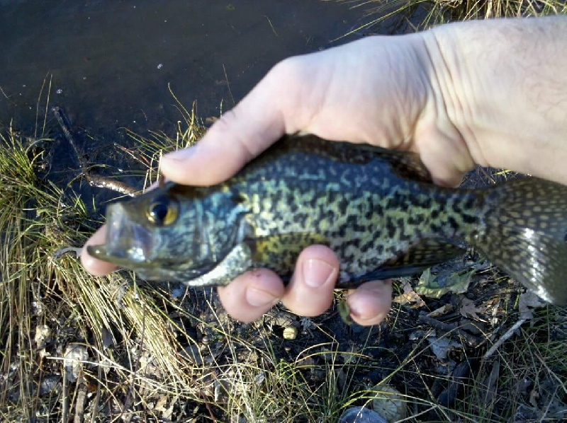 Crappie #1