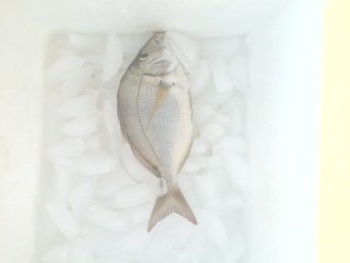 porgy near Groton