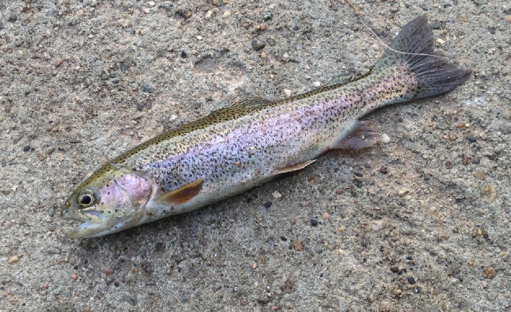 Crystal Lake fishing photo 2