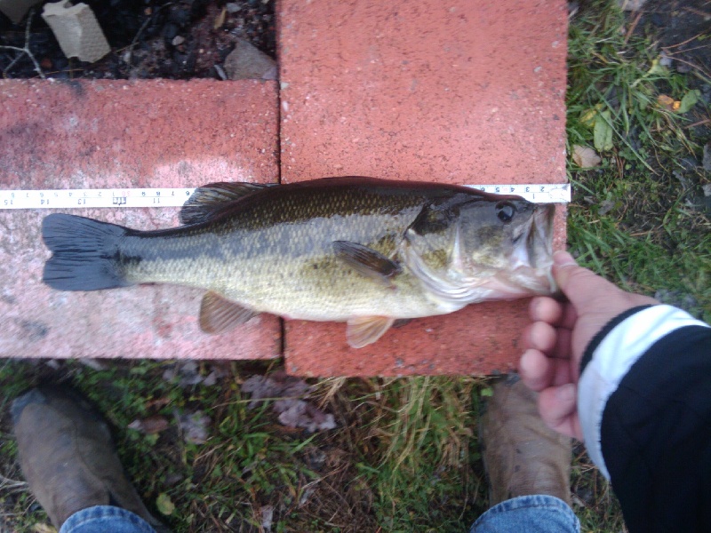 2nd Bass