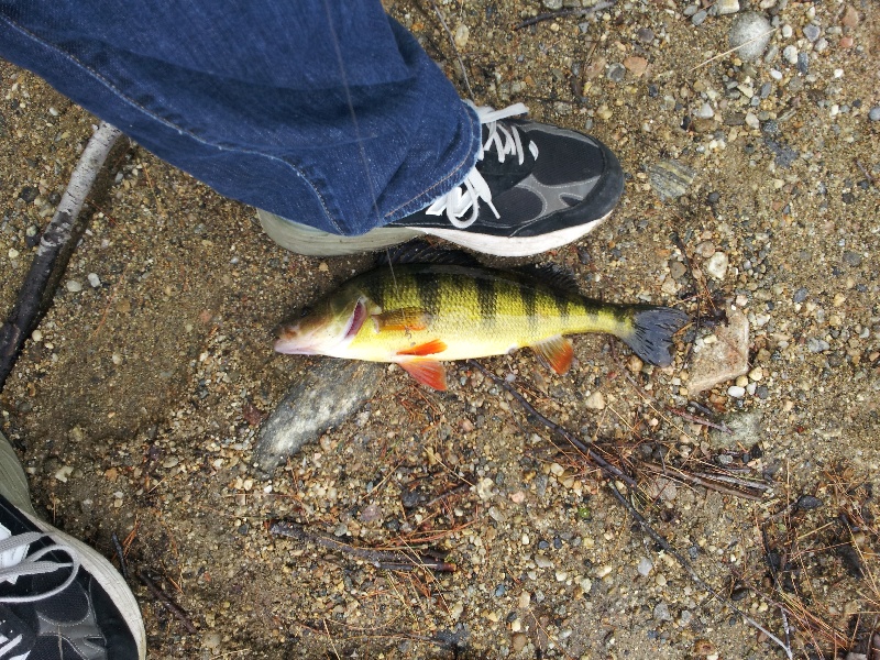 Little Yellow Perch