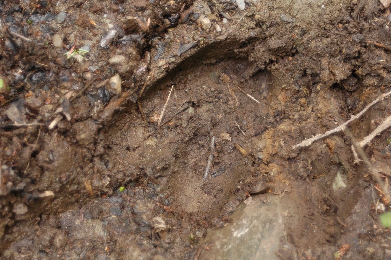 Moose Track