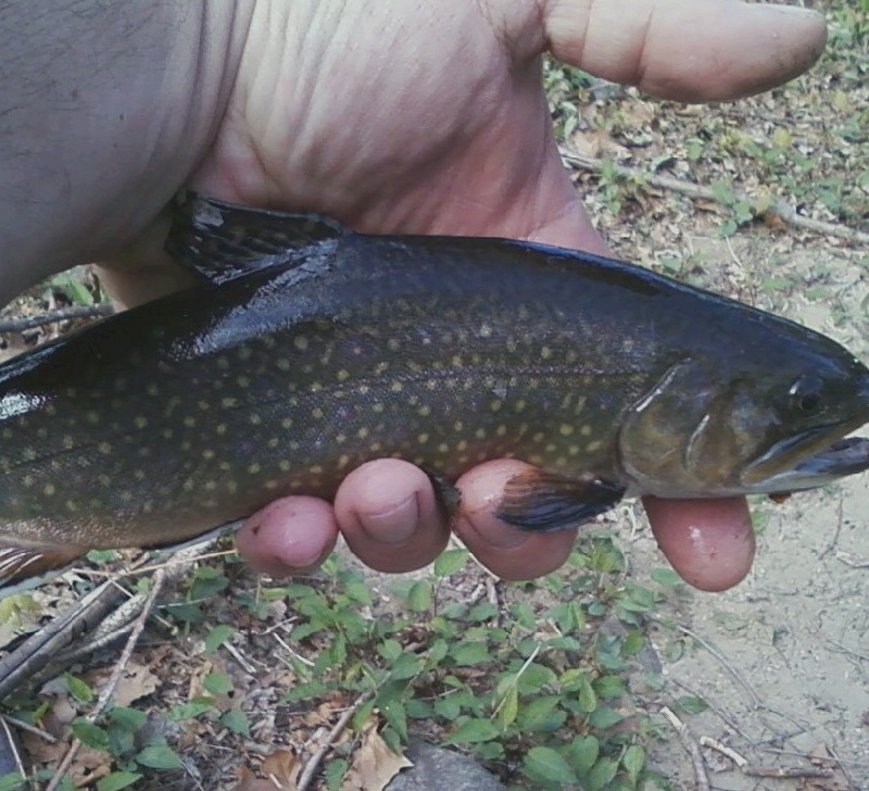 STOPPED COUNTING AT 20 ! RELEASED THEM ALL.
