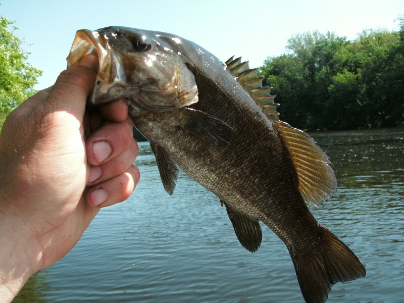 CT River Smallie