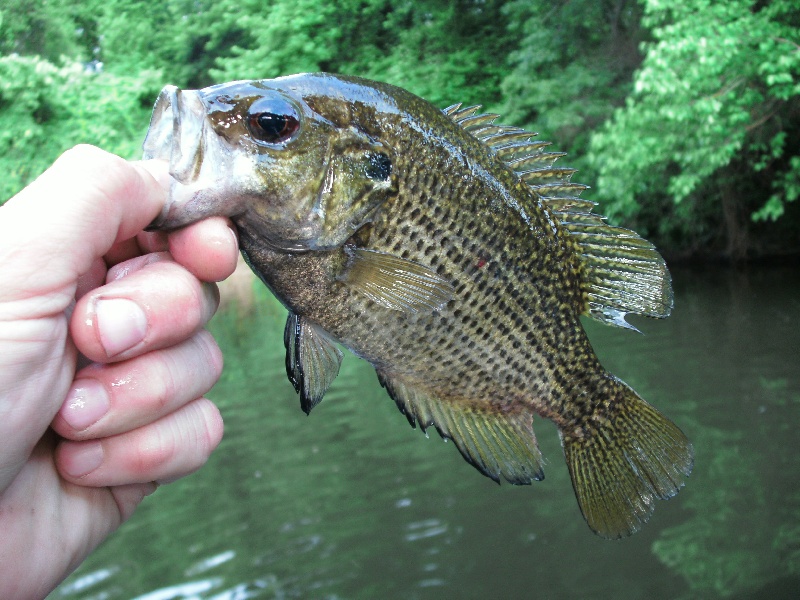 Rock Bass