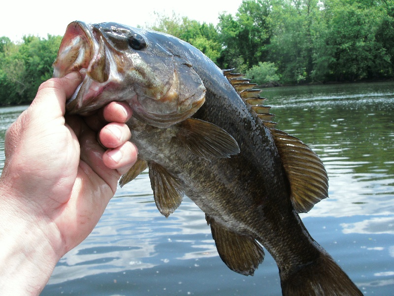 Big Smallie