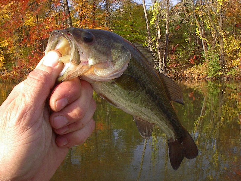 Fall Bassin