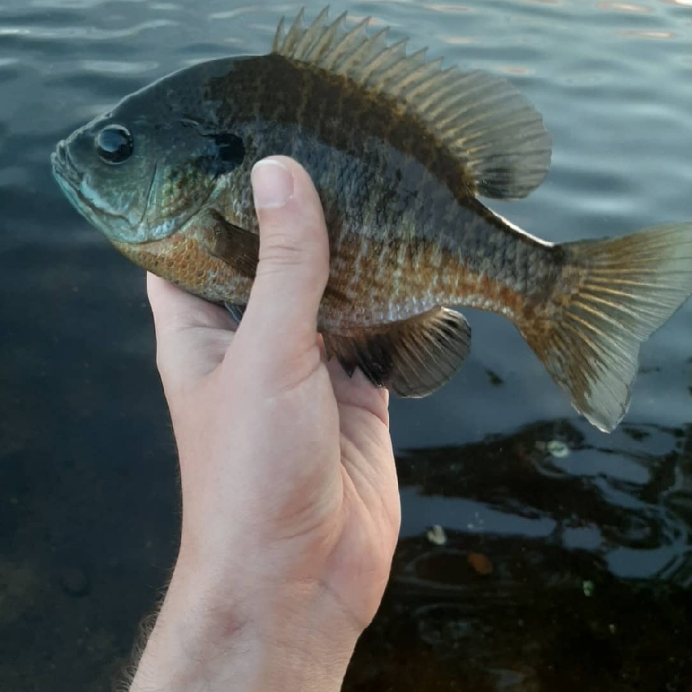 Bluegill Details - CT Fish Finder