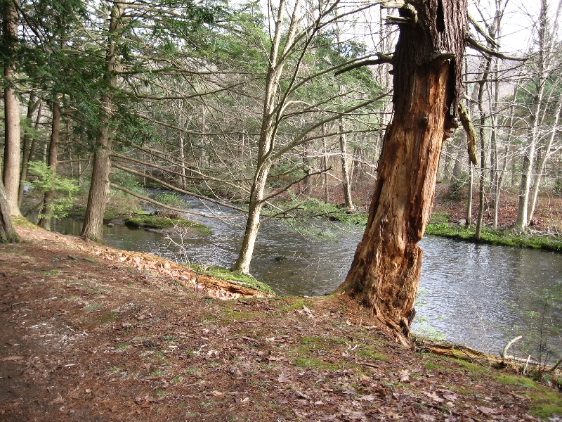 Branch Brook near Thomaston