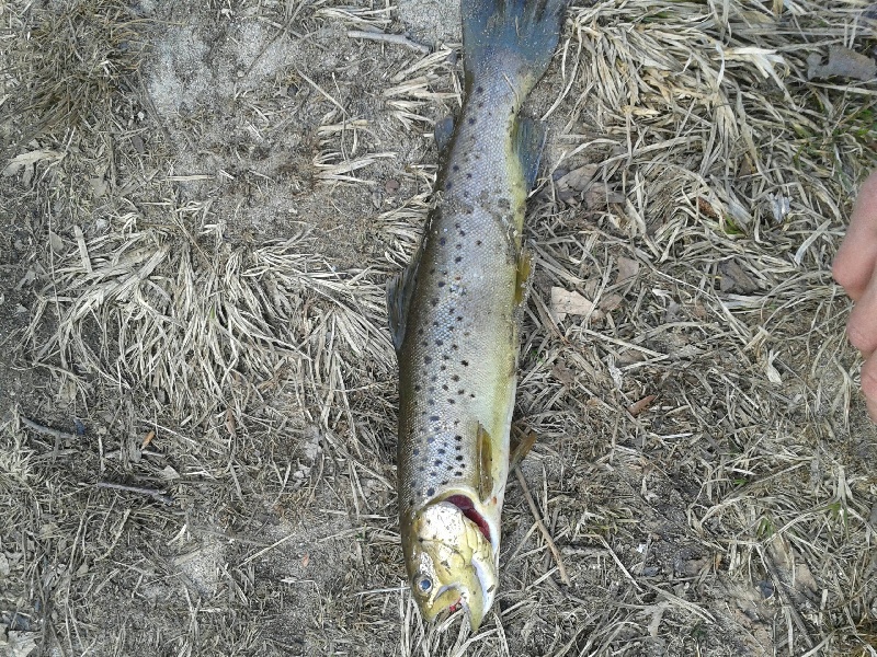 Bridgeport fishing photo 3