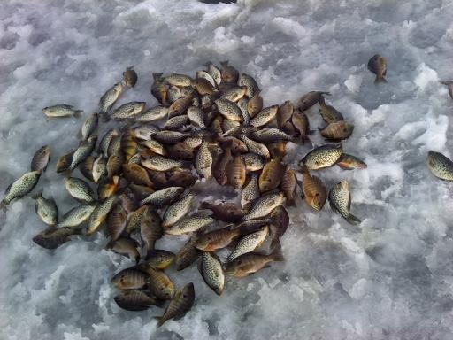 crappie fishing