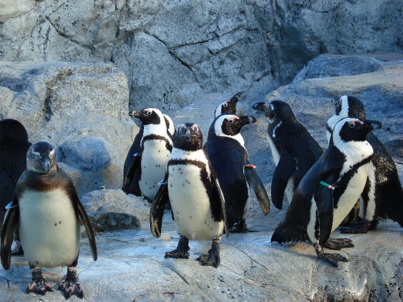 Mystic Aquarium