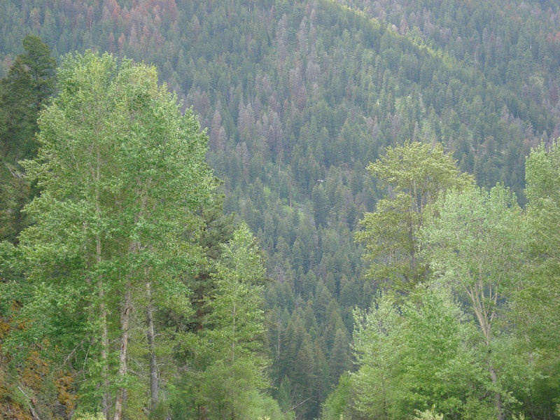 Bald Eagle in Flight