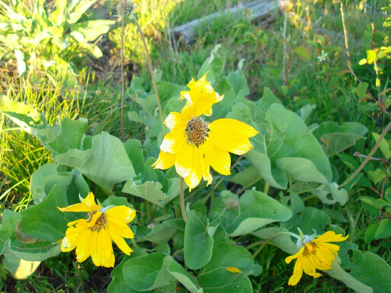 Wild Flowers on Sperry Grade