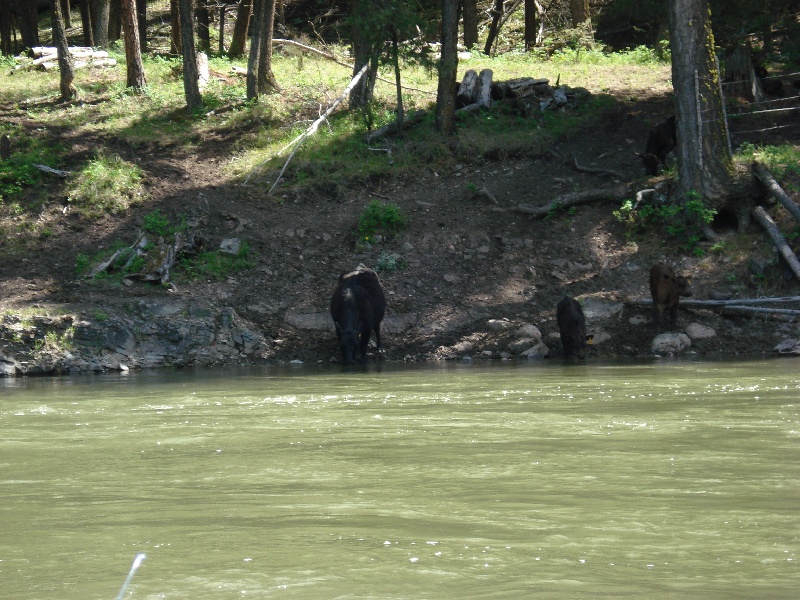 Cows getting a drink