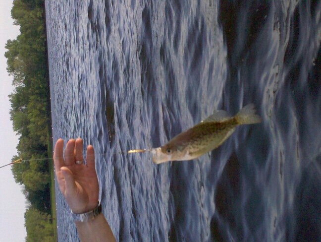 Finally caught something! Black Crappie?