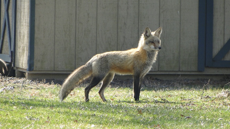 Red Fox near Rocky Hill
