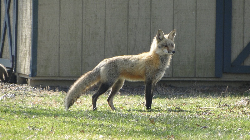 Red Fox