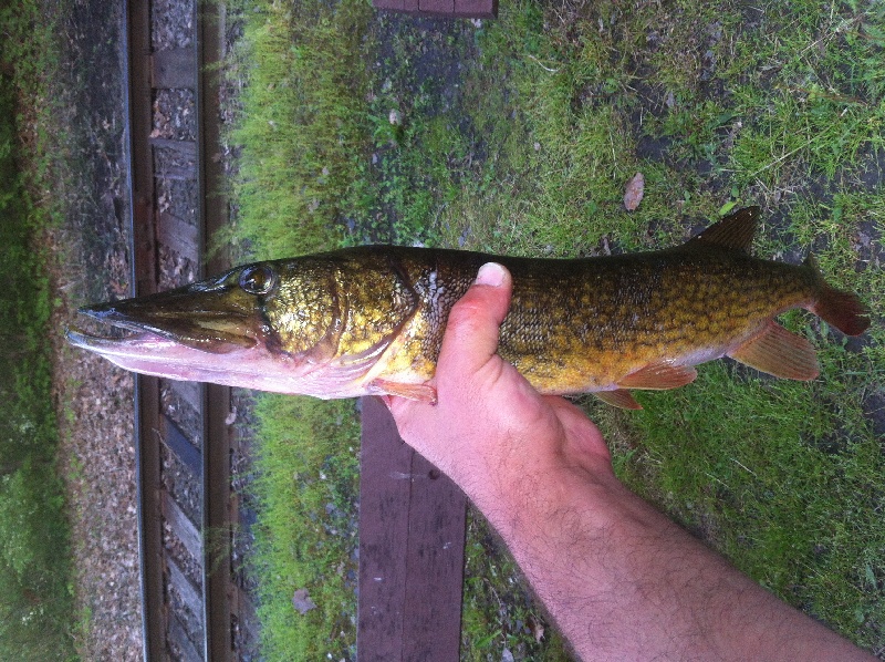 Chain Pickerel