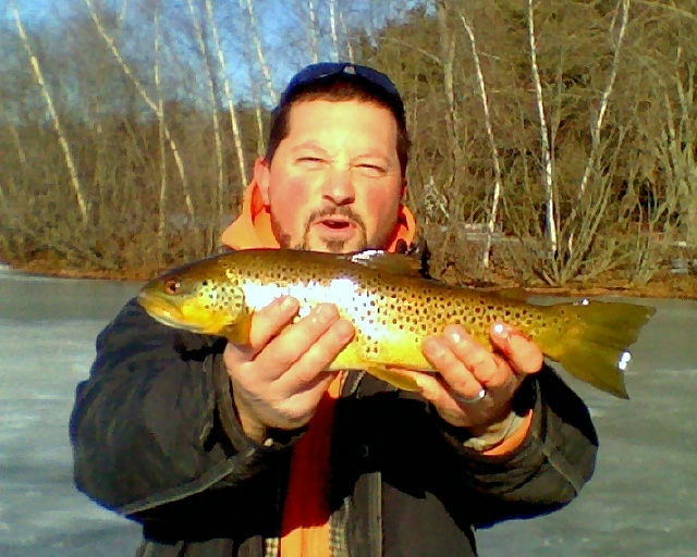 brown trout