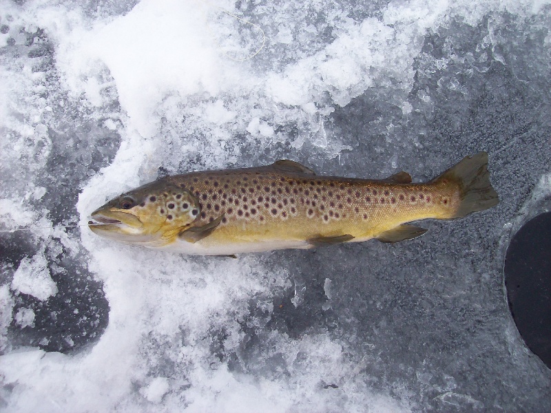 East Brooklyn fishing photo 5