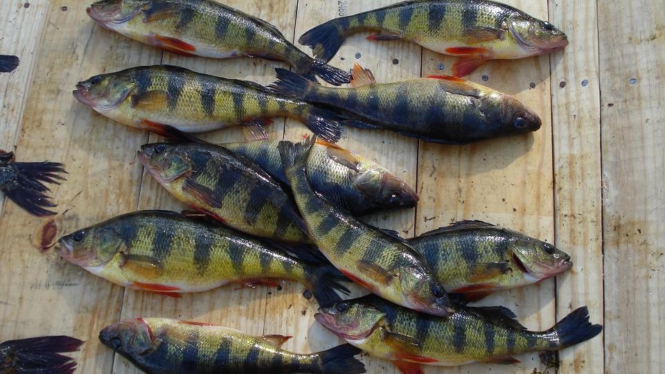 yellow perch