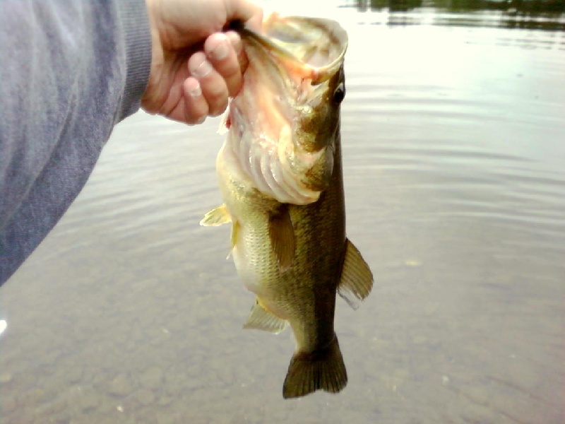 Hazardville fishing photo 1