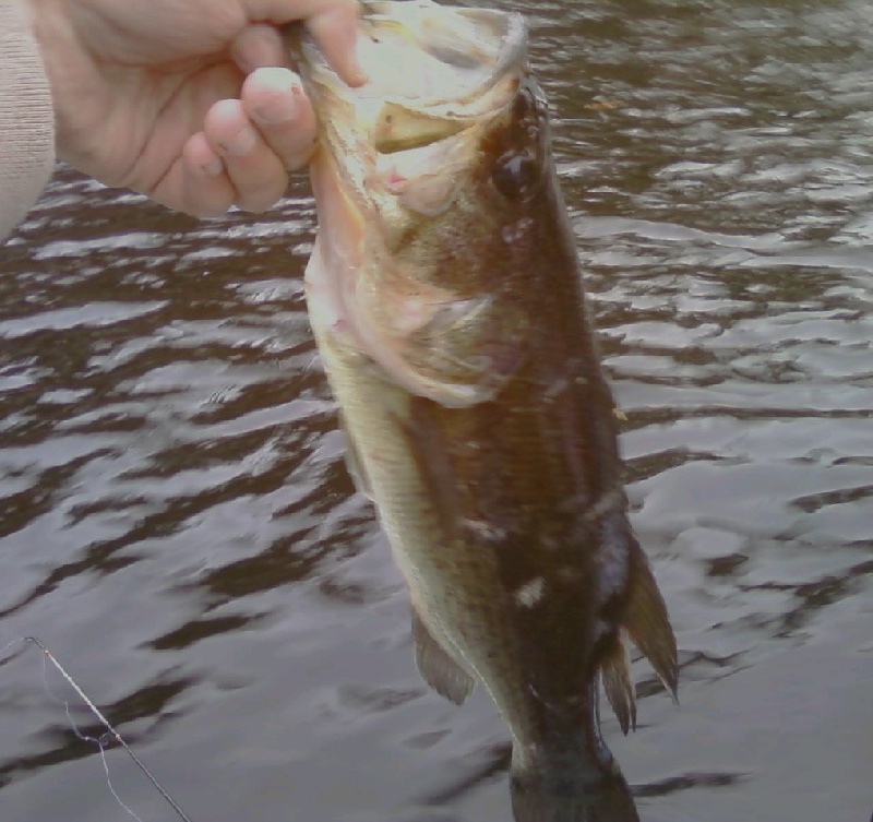 2.23 lbs 17.7inches near North Grosvenor Dale