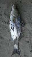 Baby Striper on the Bridge Fishing Report