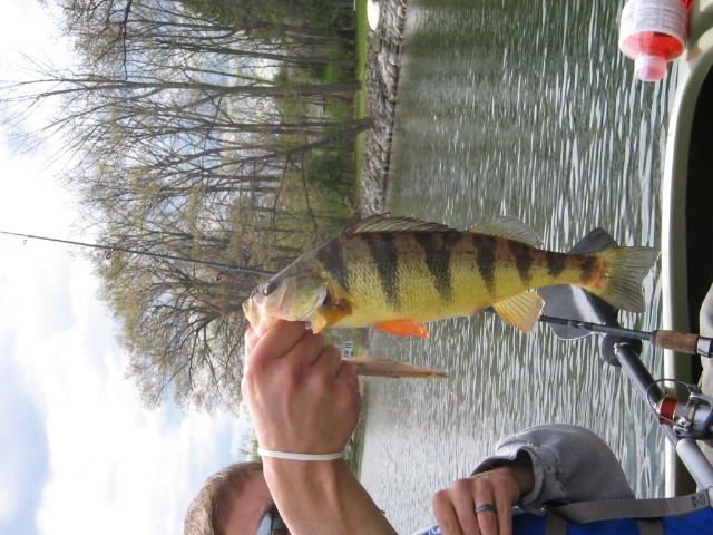 Big Perch