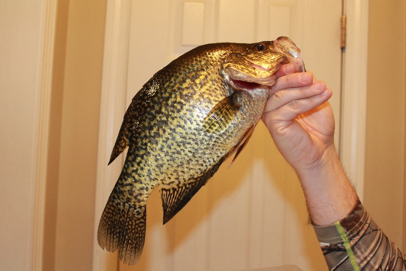 15.5" Crappie