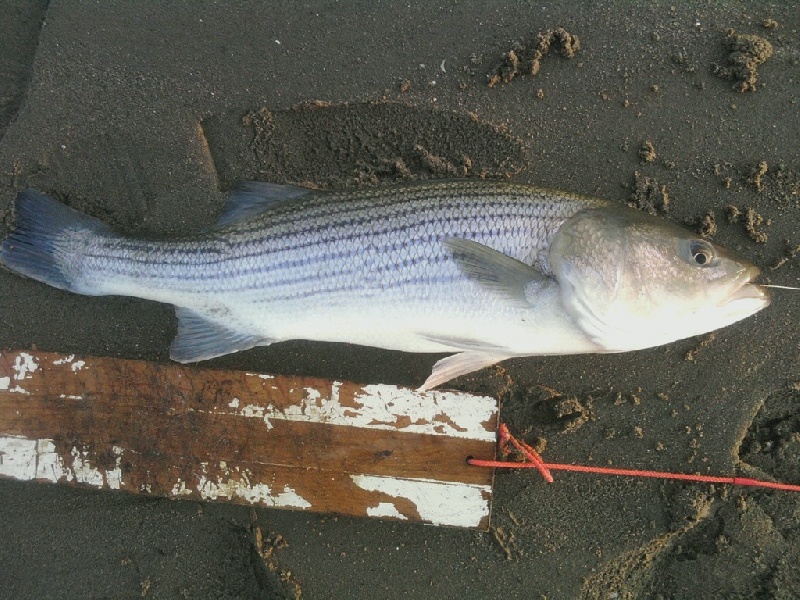 Striper abd Blue near Stratford