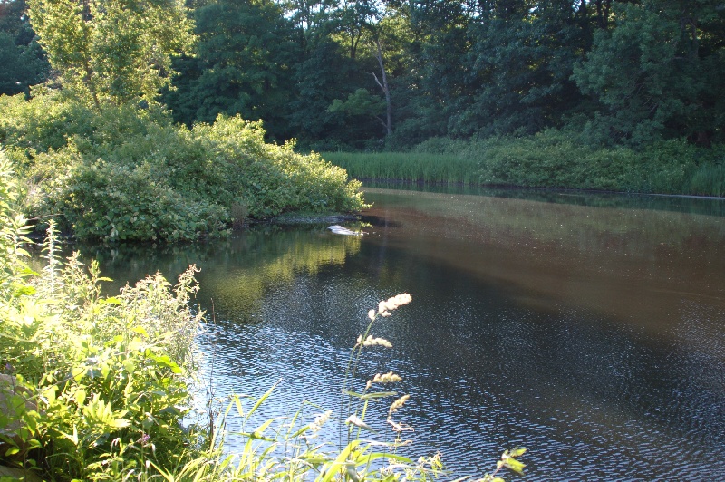 yantic above fitchville pond 1