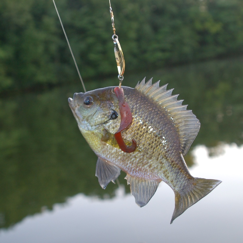 Snagged Bluegill