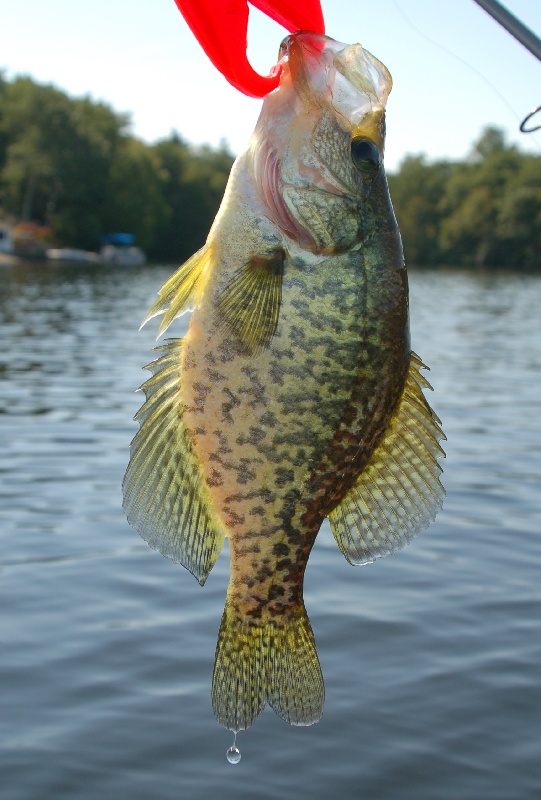 1st crappie