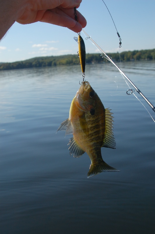 Bluegill