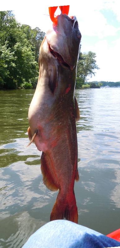 Selden Cove Cat