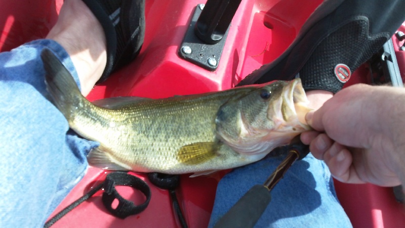 Largemouth Bass