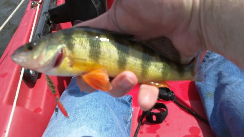 Yellow Perch