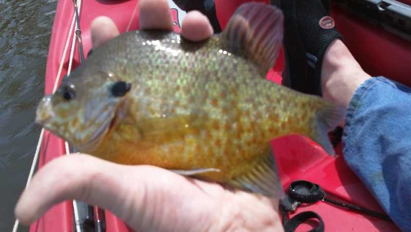 Pumpkinseed 