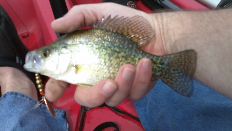 Black Crappie