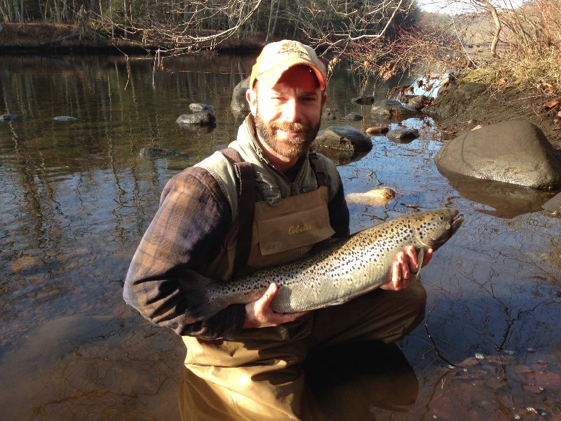 Female Atlantic salmon