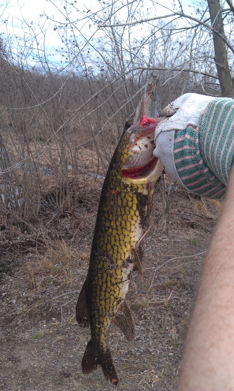Pickerel near Simsbury