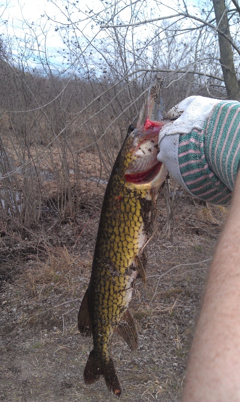 Pickerel